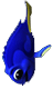 蓝精灵鱼